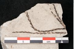 Foto (Detailansicht) von Plantae indet.  (NHMW-GEO-2024-0188-11569)